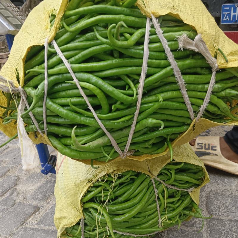 大量线椒上市