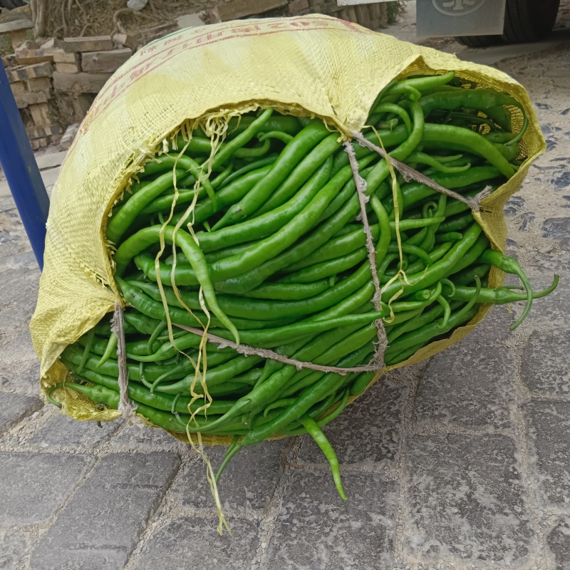 大量线椒上市