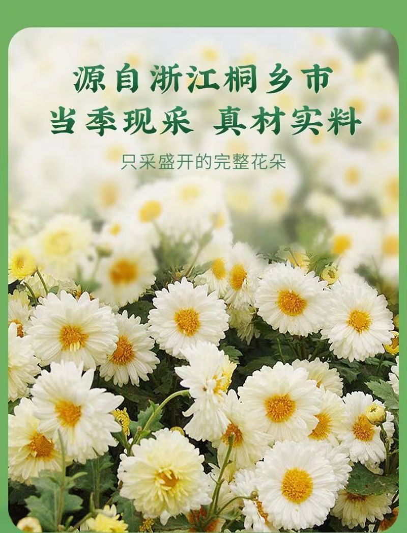 【桐乡发货】头茬桐乡杭白菊胎菊无硫娃娃菊干菊花茶包邮