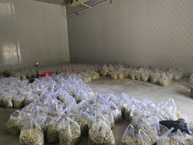 2025年精品槐花大量上市，有意向合作的老板联系