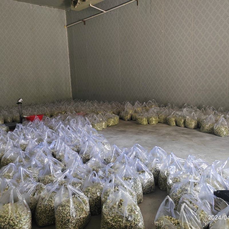 2025年精品槐花大量上市，有意向合作的老板联系