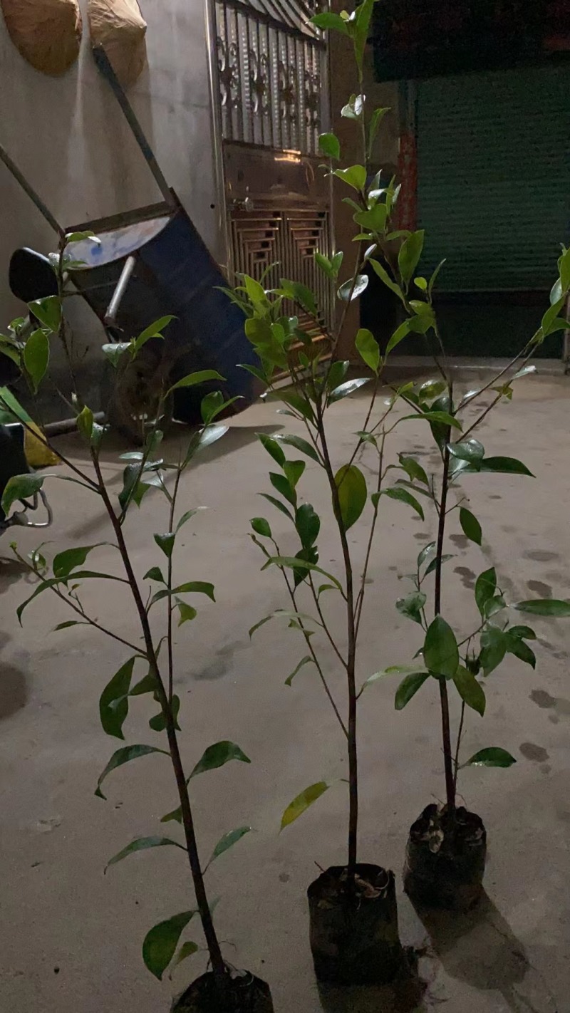 小叶榕