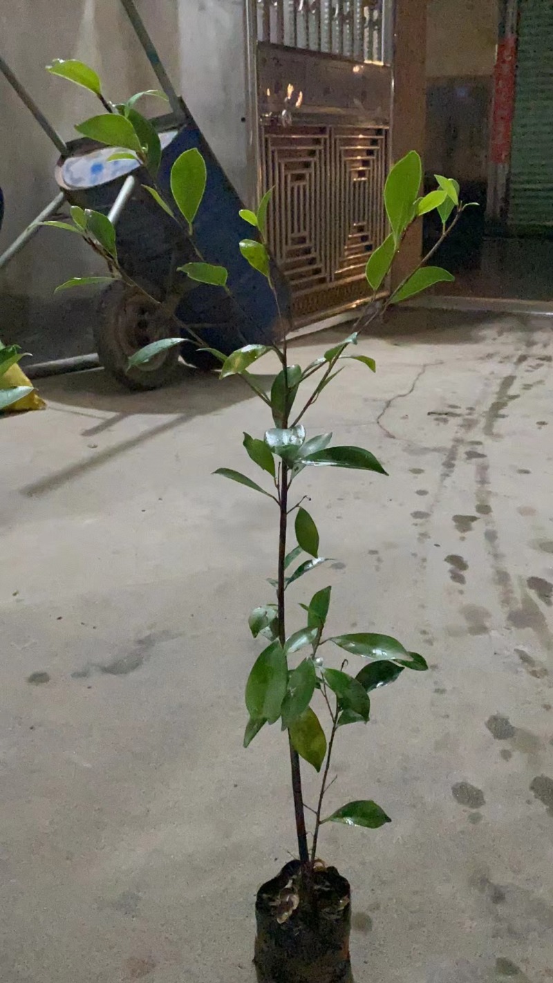 小叶榕