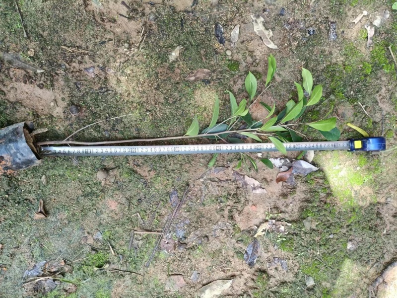 小叶榕