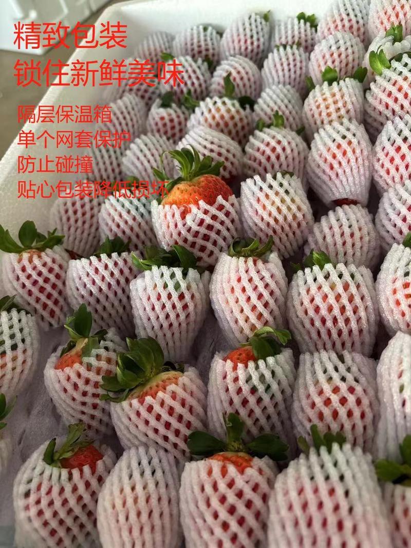 云南夏季商用草莓