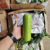 精品葫芦，瓠瓜，大量上市品质保证一手货源量大从优