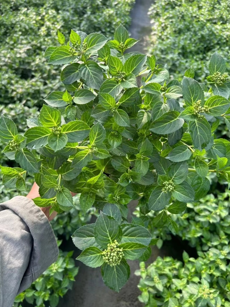 爬藤绣球花🎈落跑新娘、粉色、白色二个品种，流行庭园花卉