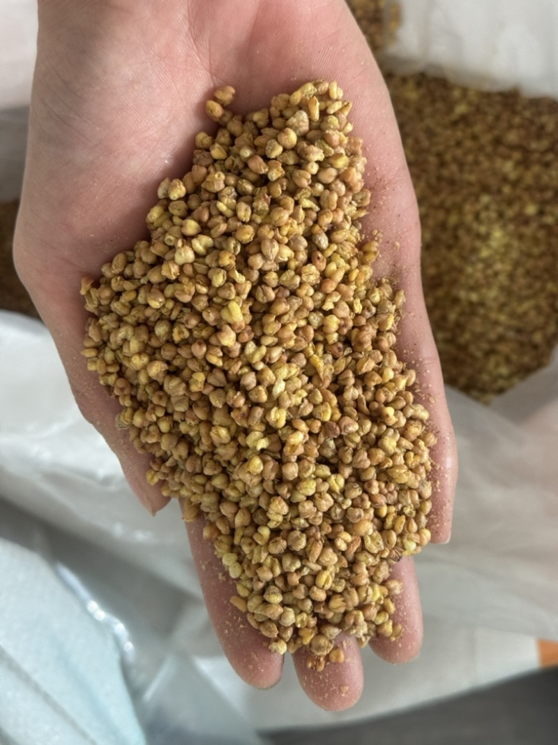 苦荞苦荞茶保庆药业黄苦荞实拍发货图