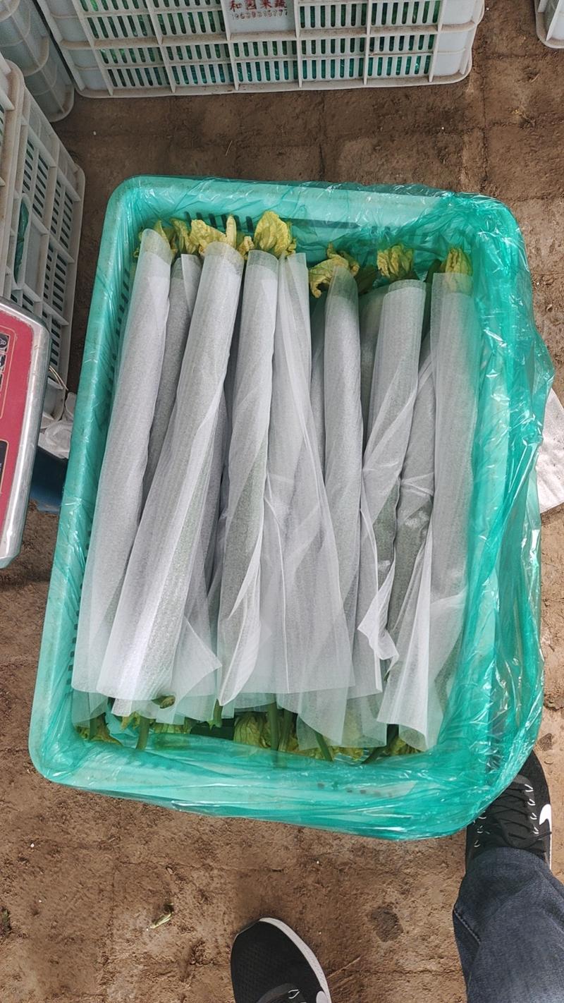 河南濮阳丝瓜精品鲜花丝瓜45公分以上按需求打包泡沫箱纸箱