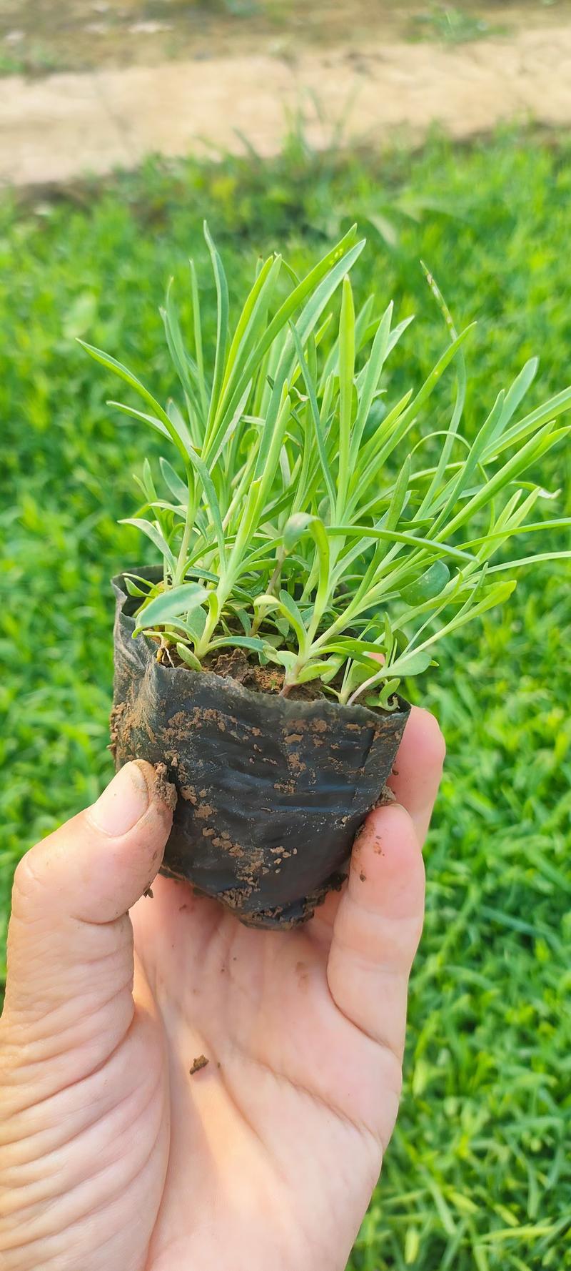 石竹常夏石竹基地常年销售各种绿化苗木。
