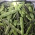 聊城市油豆大量上市，货源充足价格低，产区货源