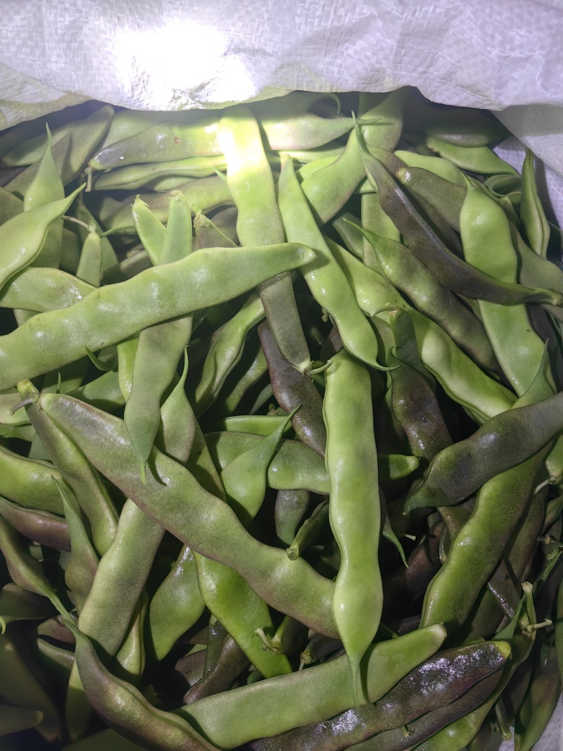 聊城市油豆大量上市，货源充足价格低，产区货源