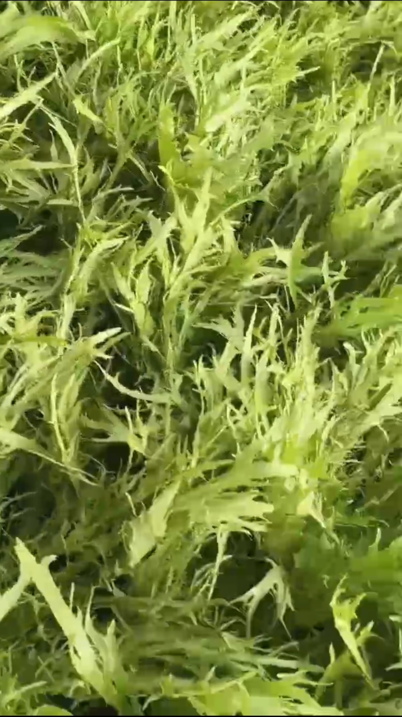 苦苣