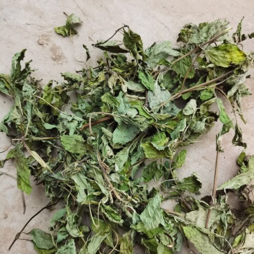 薄荷、中药材干货大量上市价格优惠支持视频看货欢迎来电