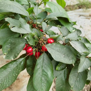 美早樱桃大量上市产地直发一手货源可视频看货