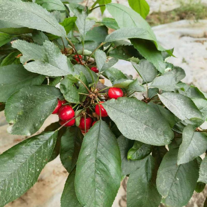 美早樱桃大量上市产地直发一手货源可视频看货