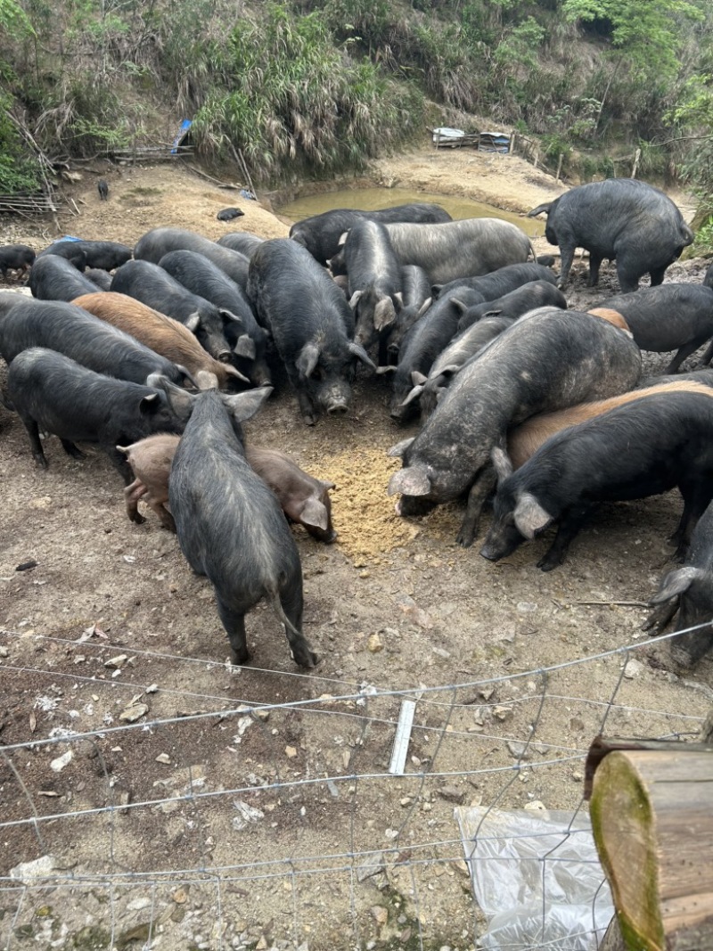 柠檬酸玉米渣喂养猪牛羊营养价值高。