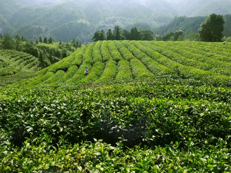 正品庐山云雾茶2024新茶明前特级春季江西绿茶叶散装高端