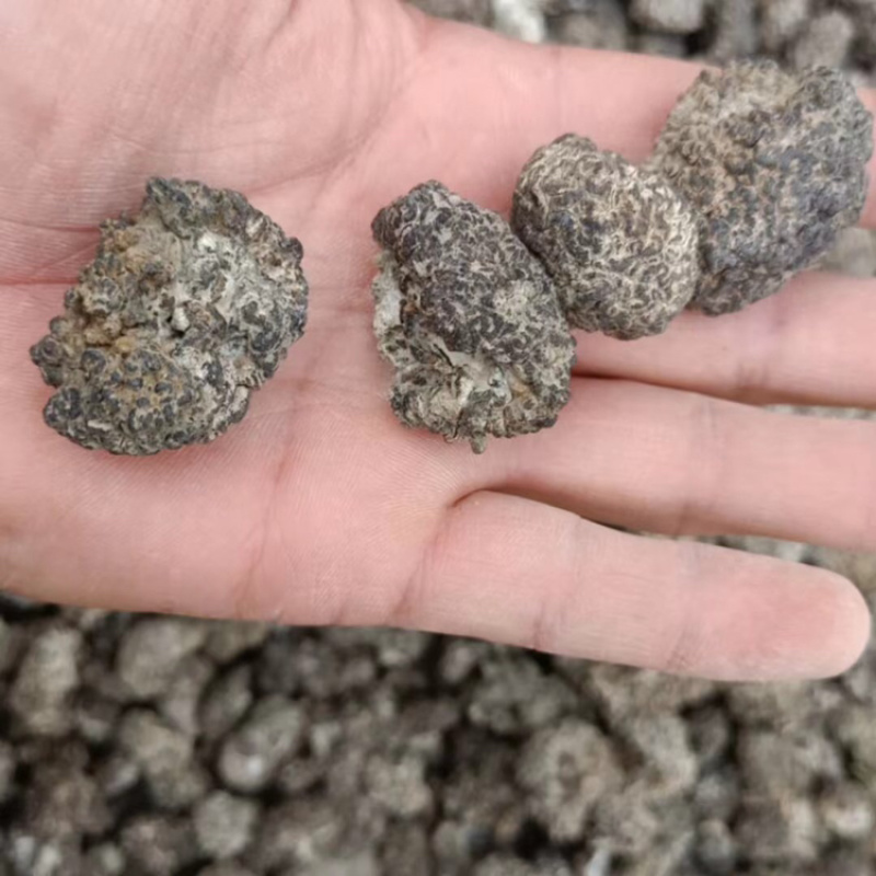 猴脑菌核桃菌玛卡菌，山东精品产地直发一手货源