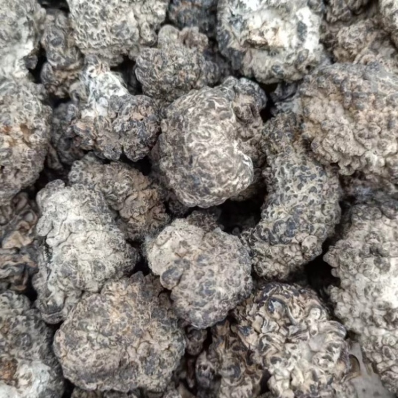 猴脑菌核桃菌玛卡菌，山东精品产地直发一手货源