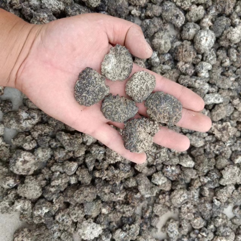猴脑菌核桃菌玛卡菌，山东精品产地直发一手货源