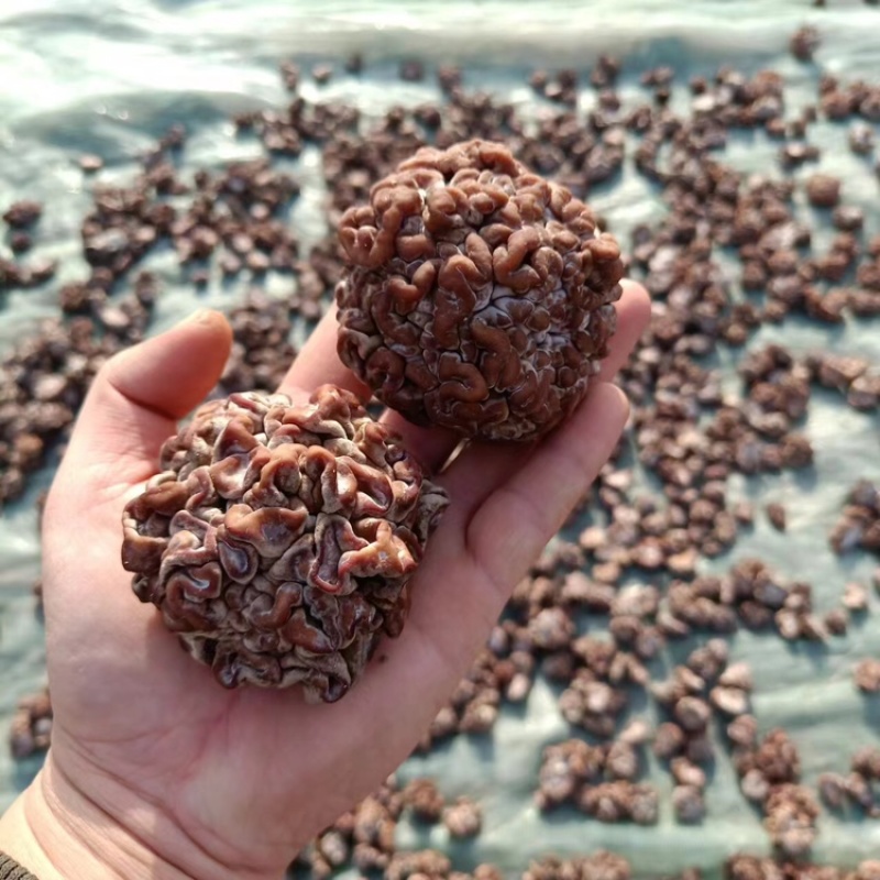 猴脑菌核桃菌玛卡菌，山东精品产地直发一手货源