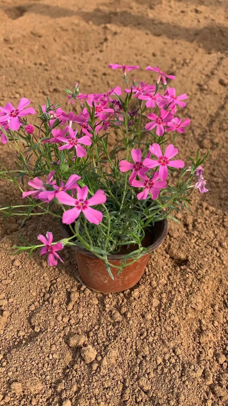 福禄考，宿根福禄考，芝樱基地直销常年供应各种绿化苗木