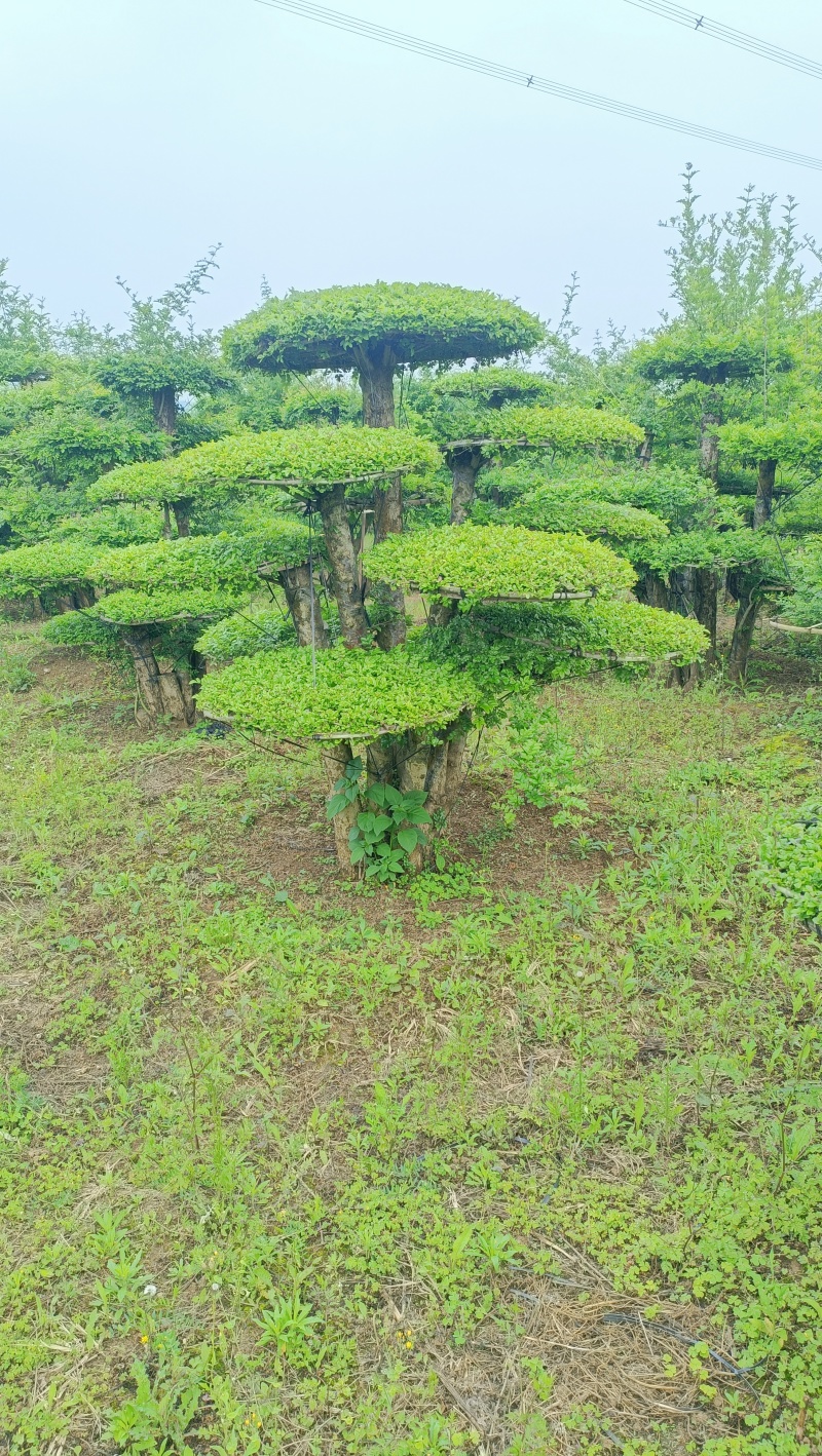 精品对节白蜡价格优惠货量充足样式繁多欢迎联系