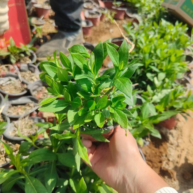 宿根福禄考直立福禄考芝樱常年销售各种绿化苗木