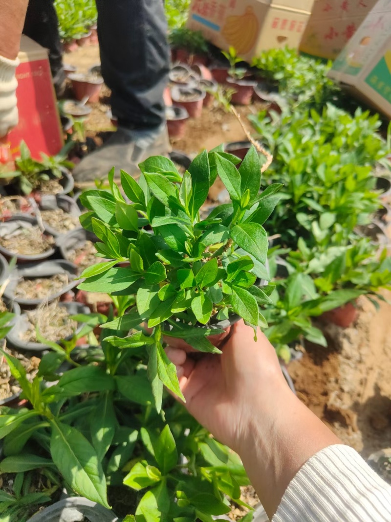 宿根福禄考直立福禄考芝樱常年销售各种绿化苗木