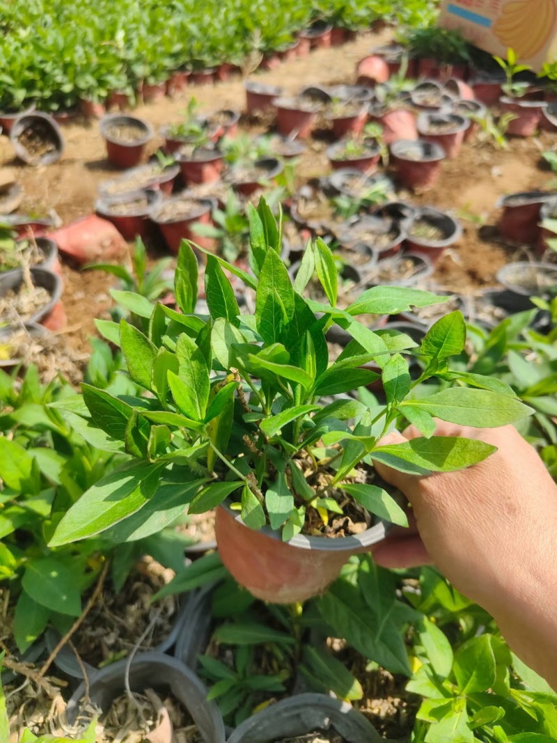 宿根福禄考直立福禄考芝樱常年销售各种绿化苗木