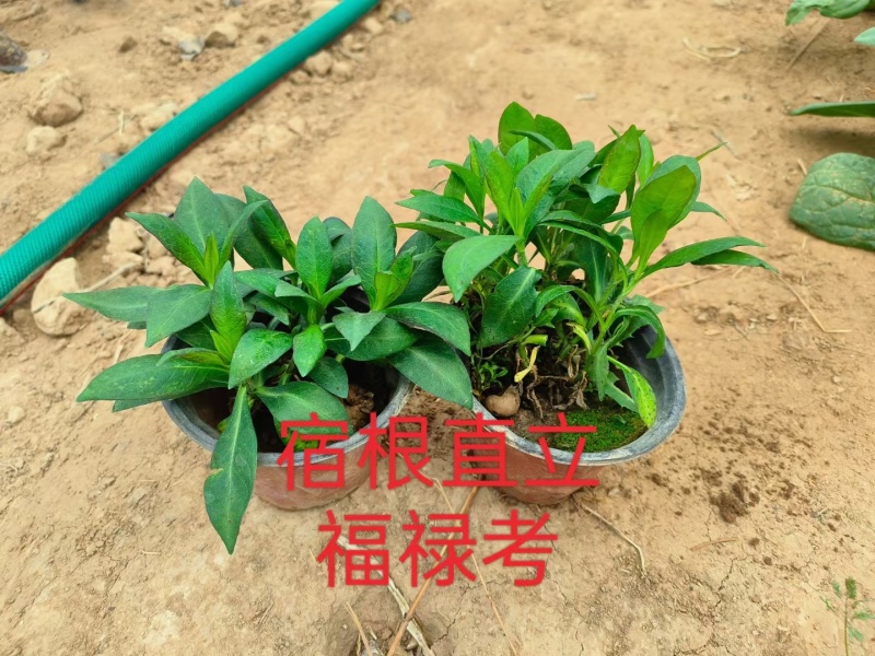 福禄考芝樱基地常年销售各种绿化苗木。