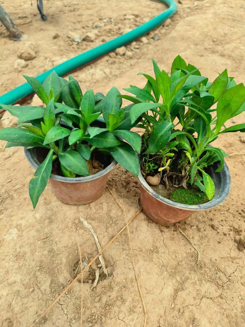福禄考芝樱基地常年销售各种绿化苗木。