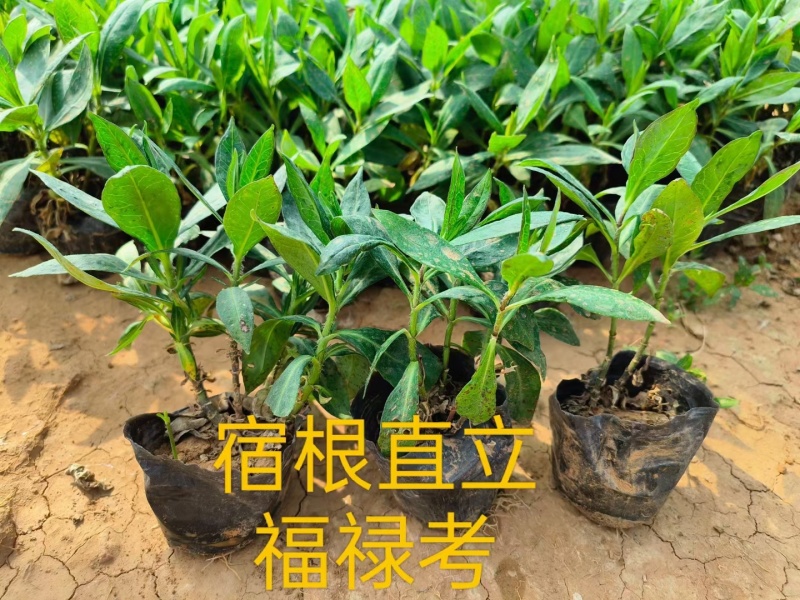 福禄考芝樱基地常年销售各种绿化苗木。