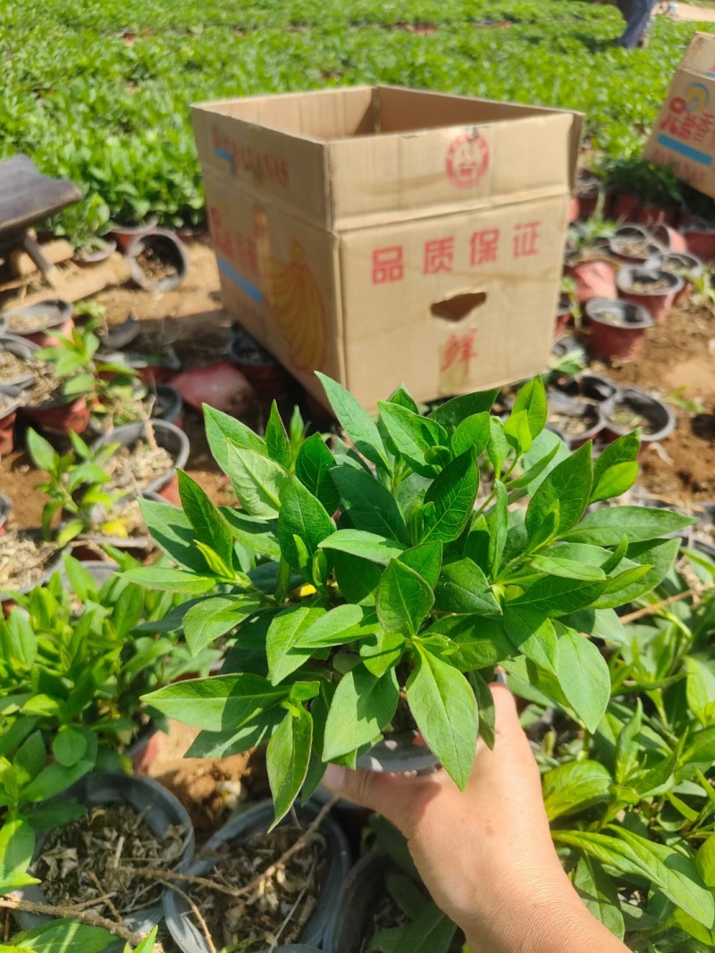 福禄考芝樱基地常年销售各种绿化苗木。