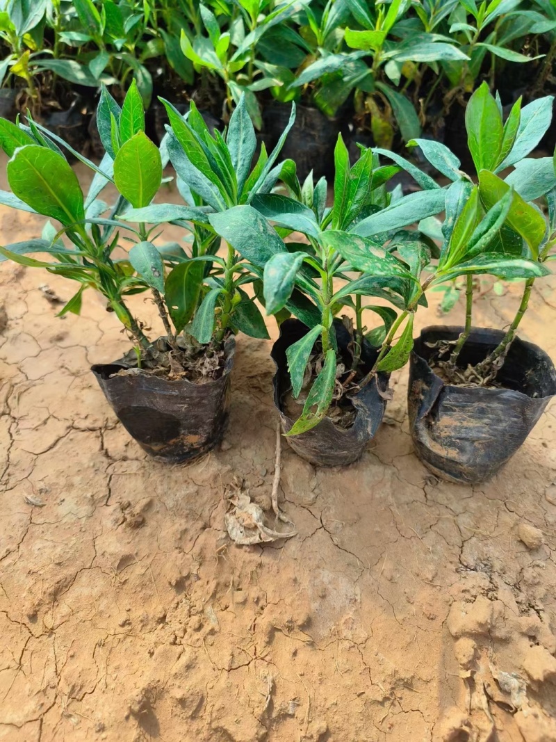 福禄考芝樱基地常年销售各种绿化苗木。