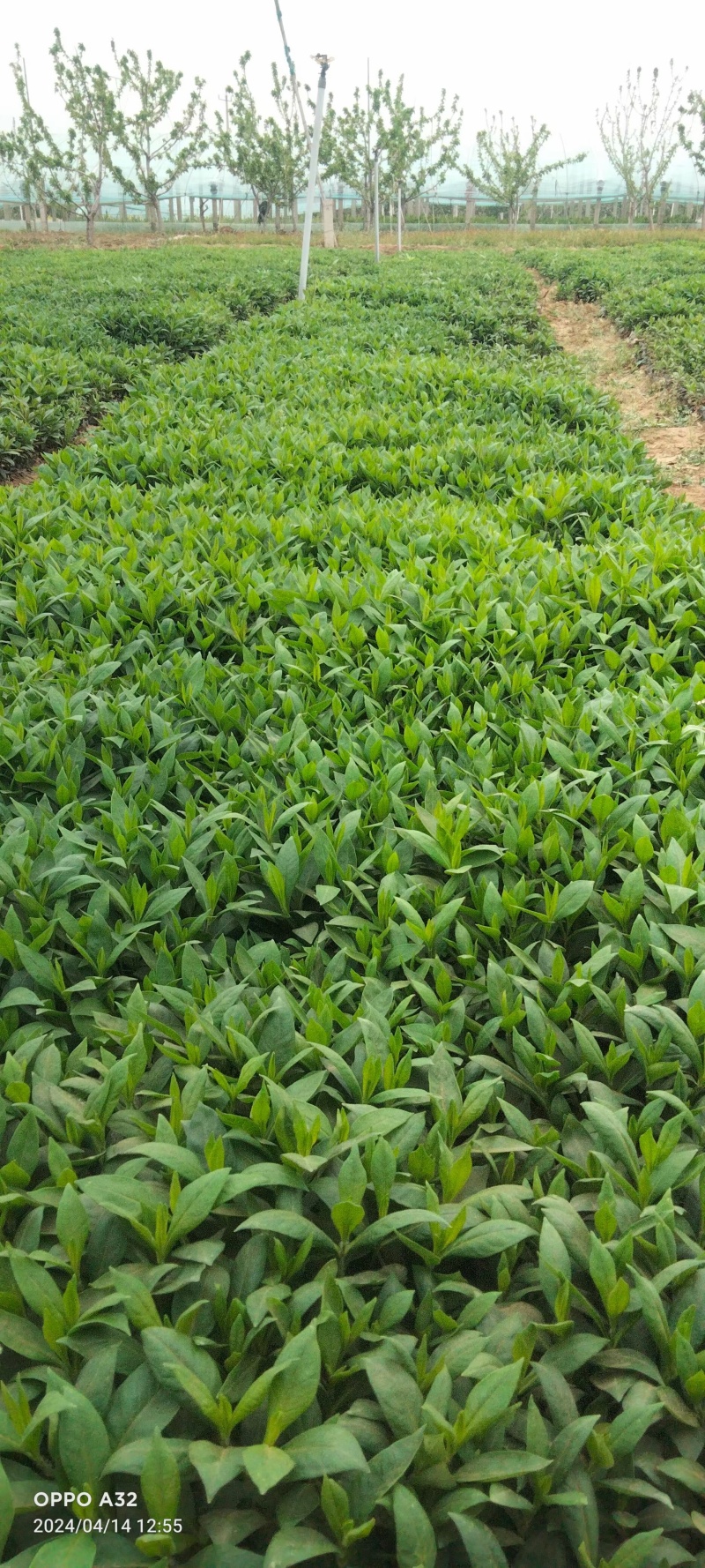 福禄考芝樱基地常年销售各种绿化苗木。