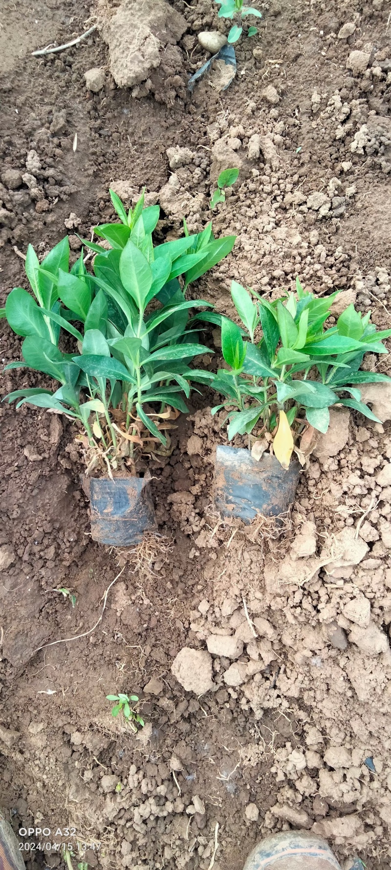 福禄考芝樱基地常年销售各种绿化苗木。