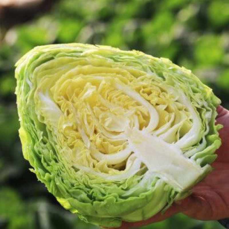 【推荐】湖北牛心甘蓝，产地一手货源