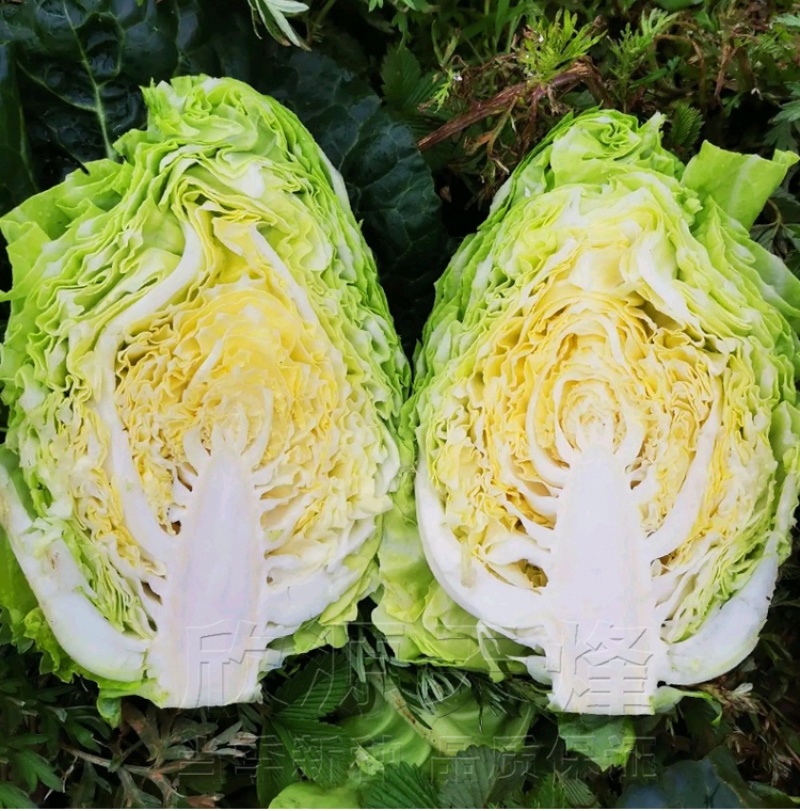 【推荐】湖北牛心甘蓝，产地一手货源