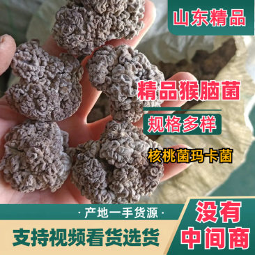 猴脑菌核桃菌玛卡菌，山东精品产地直发一手货源