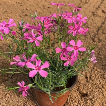 芝樱福禄考常年销售各种绿化苗木