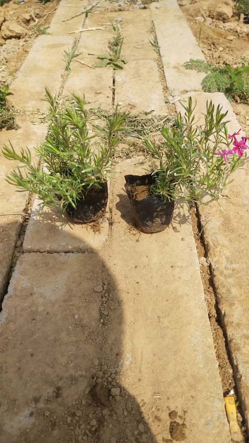 芝樱福禄考常年销售各种绿化苗木