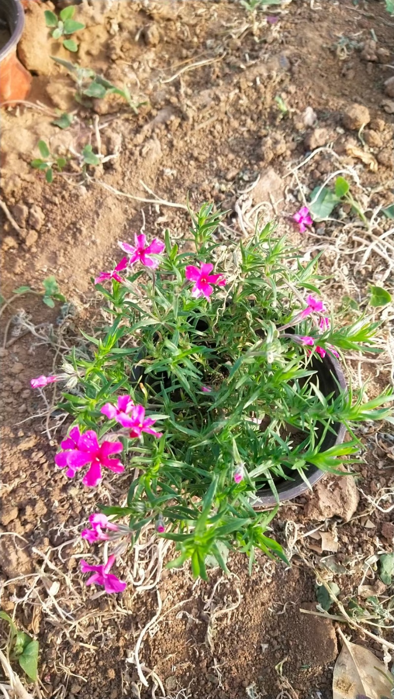 芝樱福禄考常年销售各种绿化苗木