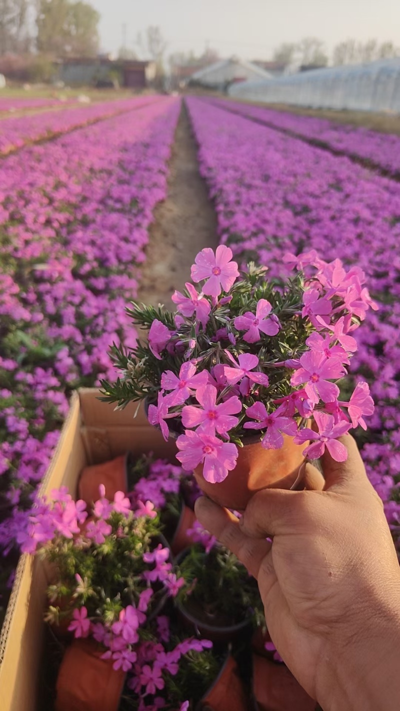 芝樱福禄考常年销售各种绿化苗木