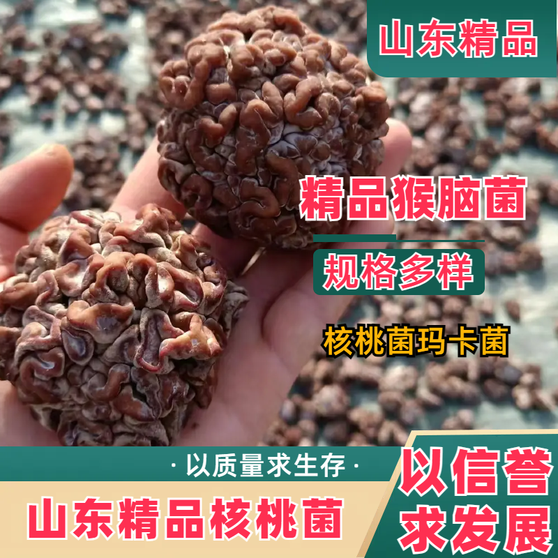 猴脑菌-山东精品，产地一手货源，厂家发货，规格多样，