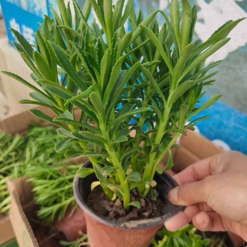 三七景天费菜救心菜高钙菜常年销售各种绿化苗木