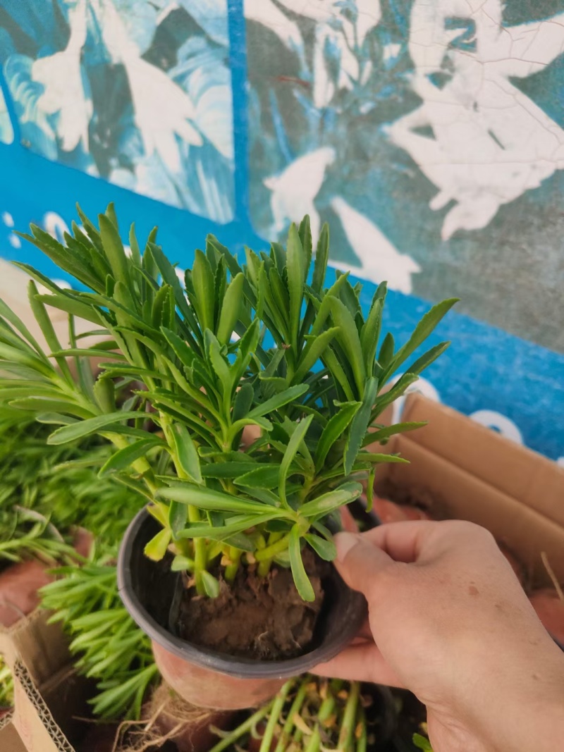 三七景天费菜救心菜高钙菜常年销售各种绿化苗木