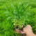 三七景天费菜救心菜高钙菜常年销售各种绿化苗木