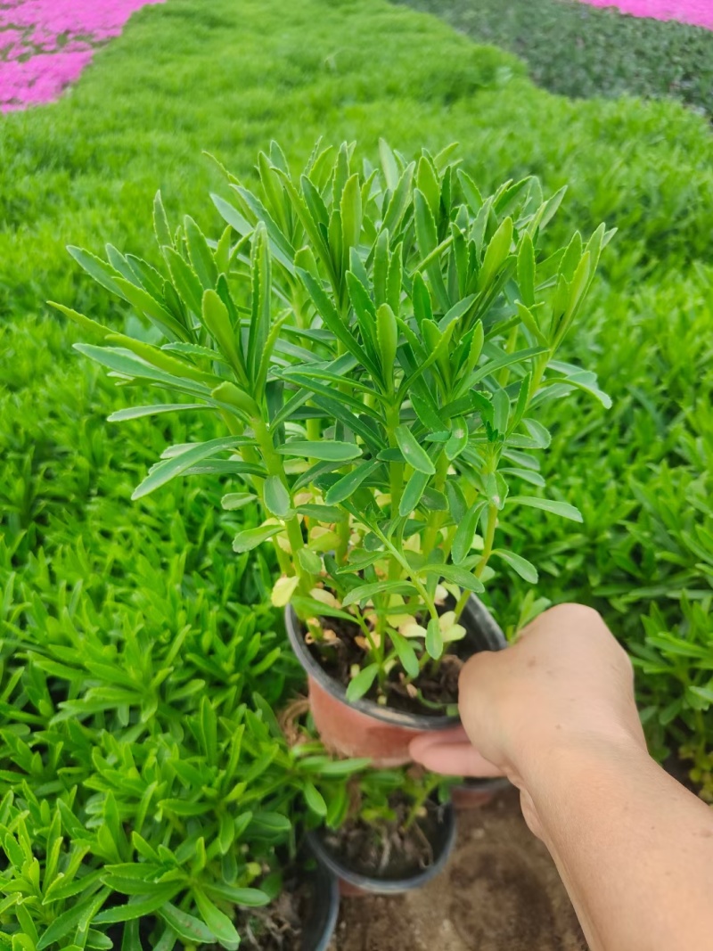 三七景天费菜救心菜高钙菜常年销售各种绿化苗木